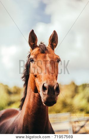 horse in the paddock, Outdoors