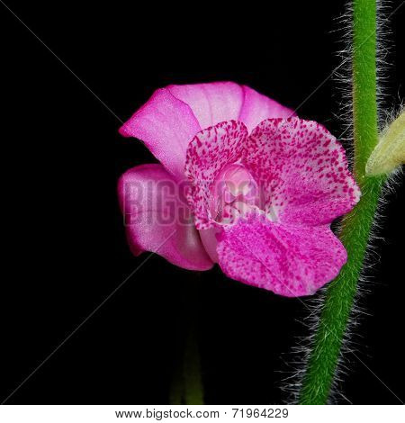 Calanthe Cardioglossa
