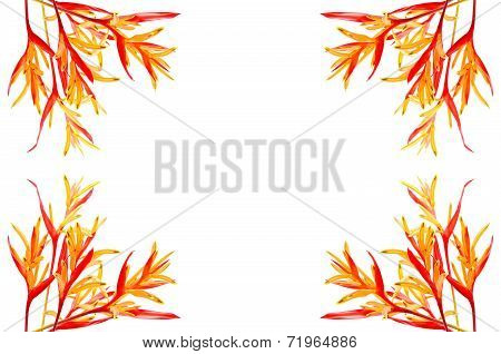 Heliconia Rubra