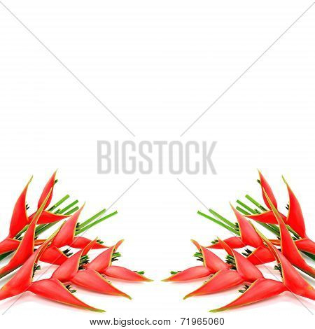 Heliconia Isolated