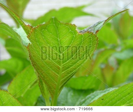 Leaves1