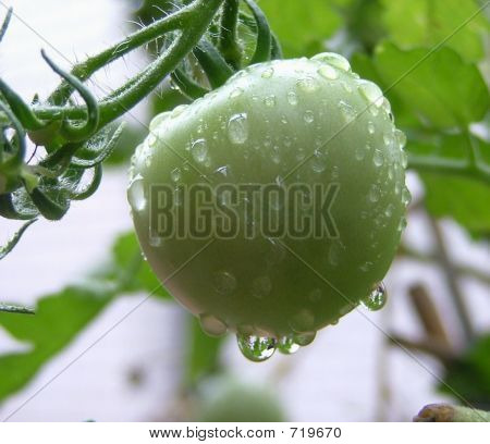 GreenTomato3