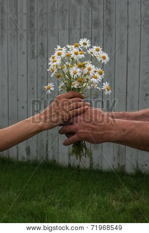 Daisy Love