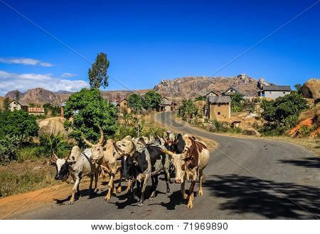 Zebu walking on the road