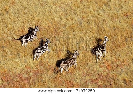 Aerial view of Plains (Burchells) Zebras (Equus burchelli) in grassland, South Africa