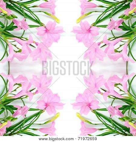Ruellia