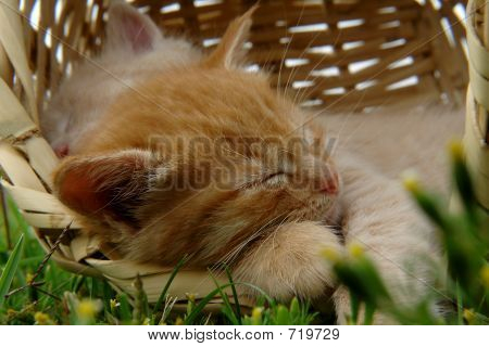 바구니에 고양이 자 두