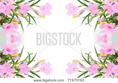 Ruellia