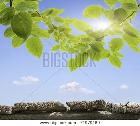 planed floor and grass on the background bokeh
