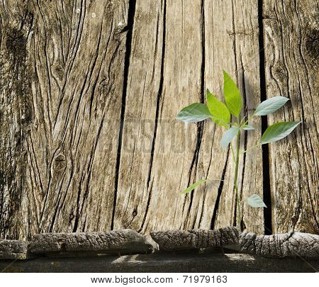 planed floor and grass on the background bokeh