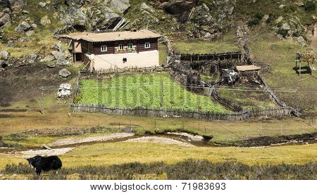 Typical Farm Of Kham, Tibet