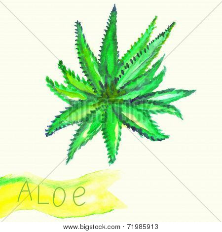 Illustration of watercolor painted aloe plant with text.