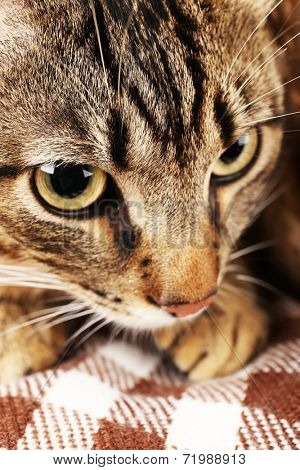 Grey cat's muzzle closeup