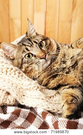 Grey cat wrapped in knitted scarf on wooden wall background