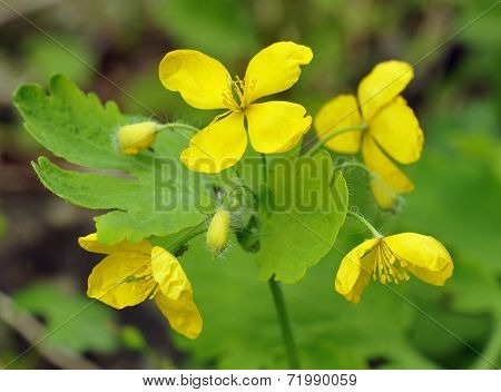 Greater Celandine