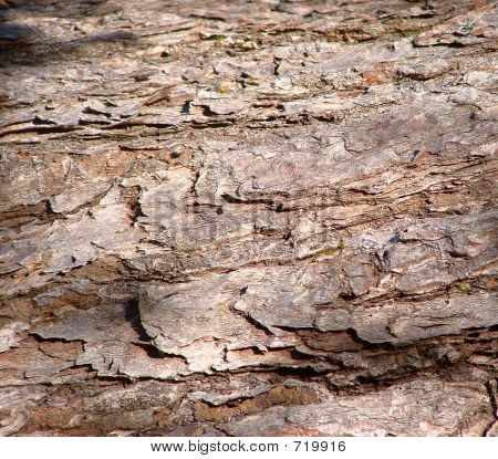 PineBark