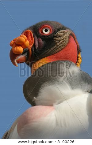 Koning Vulture, Sarcoramphus papa