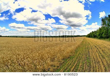 Farm - hvede makro