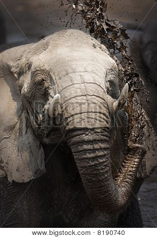 Elephant Moorbad