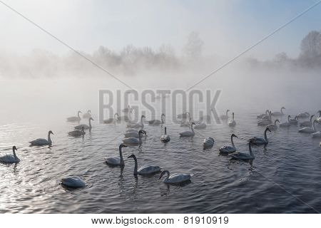 Swan Lake Fog Winter Birds