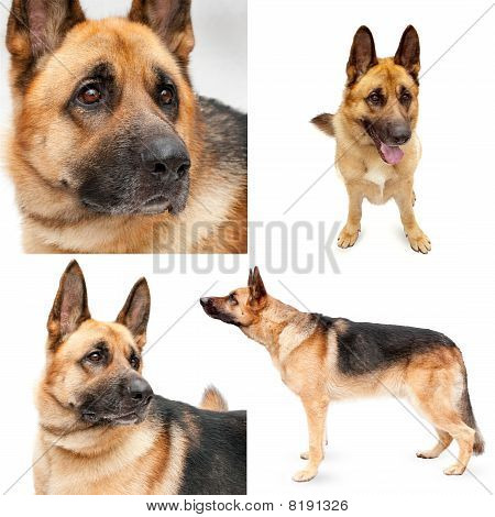 Schæferhund