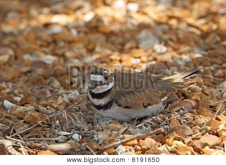 İç içe Killdeer, Charadrius Vociferus