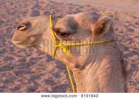 Camel