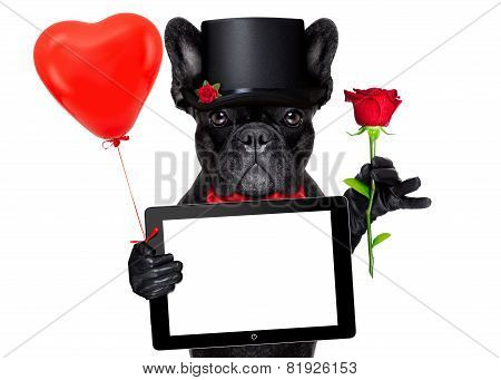 Valentines Groom Dog