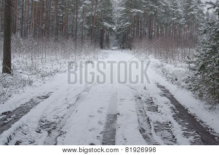 Forest in winter.