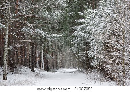 Forest in winter.