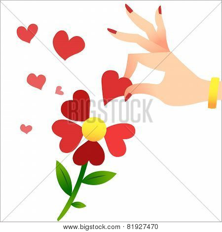 Guessing On The Petals. A Womans Hand Lifts The Heart Petals