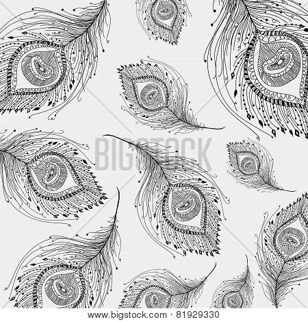 Peacock feather in white background