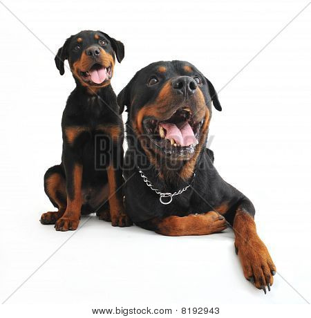 ロットワイラー