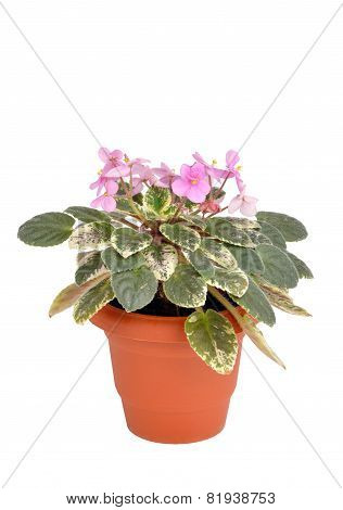 Violets Or Saintpaulia Flowers In Flowerpot
