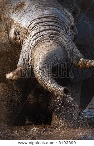 Elephant Moorbad