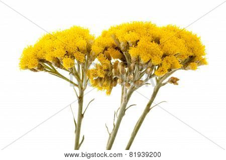 Helychrysum