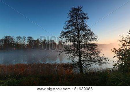 Silhouette Of Tree A Foggy Morning