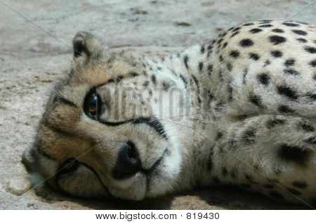 søvnig Cheetah