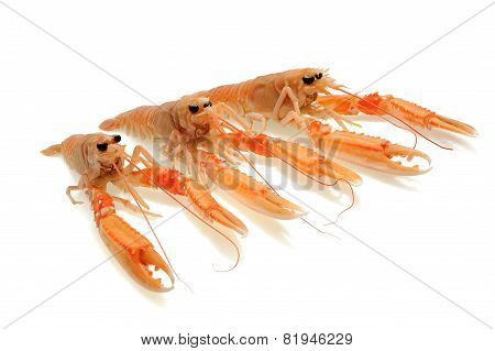Shellfishes