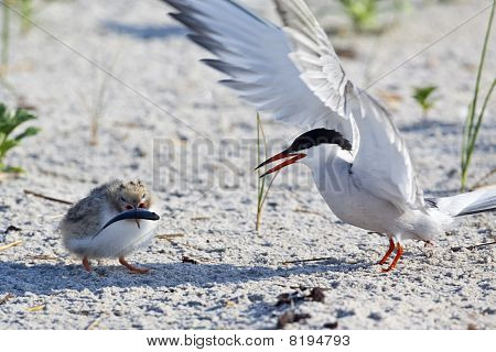 Bayağı sumru (sterna Hirundo)