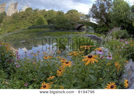 Été à Central Park par l'étang avec des fleurs