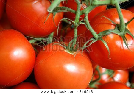 Tomaten auf die Weinrebe