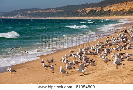 Lot Of Gulls On The Shore. Atlantic Beach, Portugal.