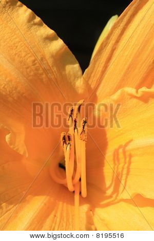 День Lily