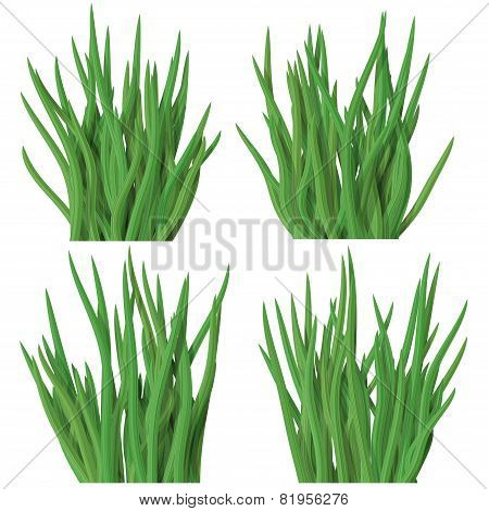 Set Of Grass Tussock Isolated On White Background
