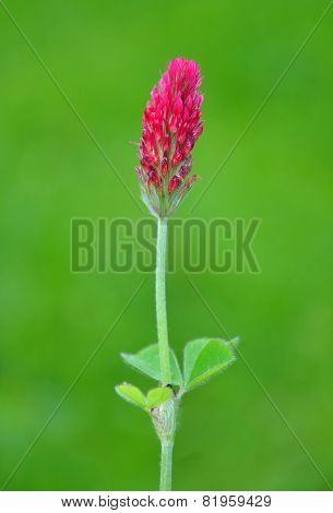 Crimson Clover (trifolium Incarnatum)