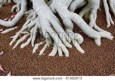 The Big Roots In Fertiliser Of Bonsai Tree