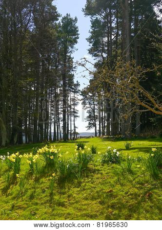 Spring Morning