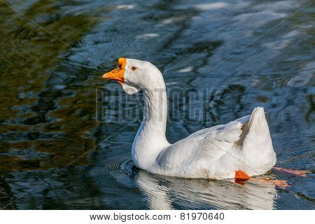 goose