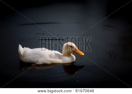 goose